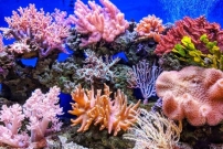 Коралові рифи можуть зникнути до кінця століття | Responsible Future